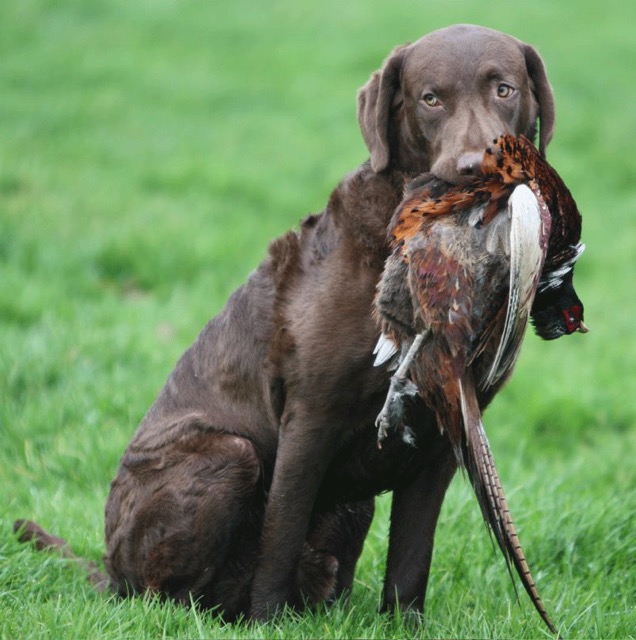 JJ's first hunting season in Belgium
