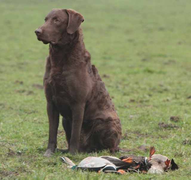 JJ's first hunting season in Belgium