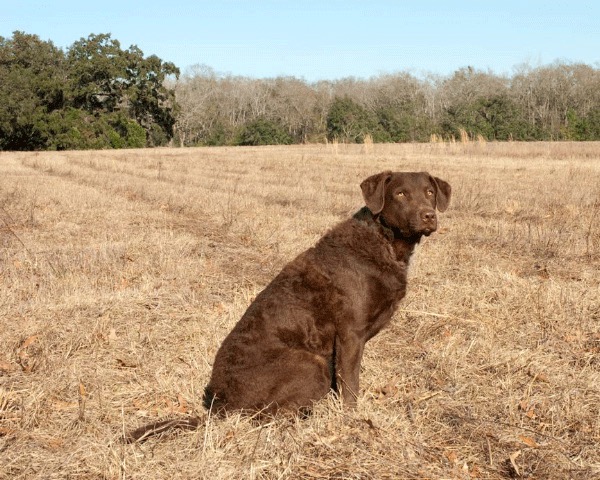Scout is getting ready to run hunt tests and derby this spring.