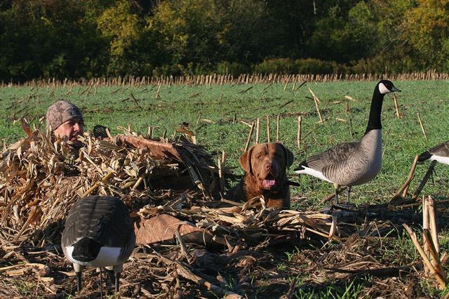 Chief, a Lola/Gunner pup, with owner Scott Besade waiting for the geese to come in