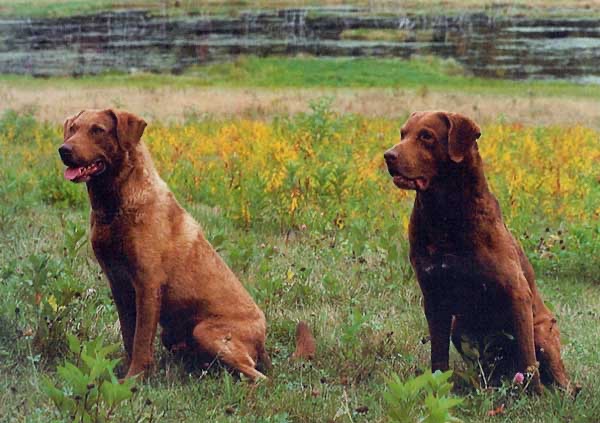 A Pair of Dual Champions
l-r, Decks and Rudy
The only living Dual Champions of all retriever breeds
