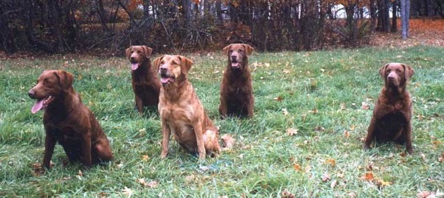 Left to right: Katie, Abe, Mackenzie, Rudy, Georgia 
Fall 2003